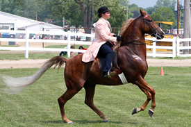 The Cuyahoga County Fair Horse Show
