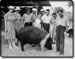 Prize Pig at the Cuyahoga County Fair