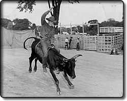 Rodeo Rider at the Cuyahoga County Fair