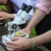 Food Under the Microscope - A 4-H Dare to Explore Event